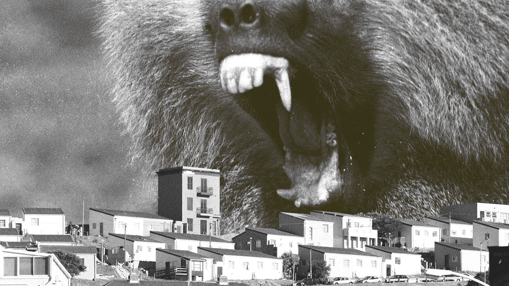 Photo collage of an aggressive baboon's bared teeth hovering over a Cape Town suburb