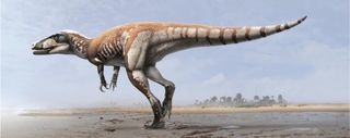 megaraptorid illustration