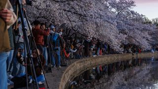 Global travelers admire the Yoshino cherry trees at the Tidal Basin in Washington, United States, on March 29, 2026. (Photo by Austin DeSisto/NurPhoto via Getty Images)