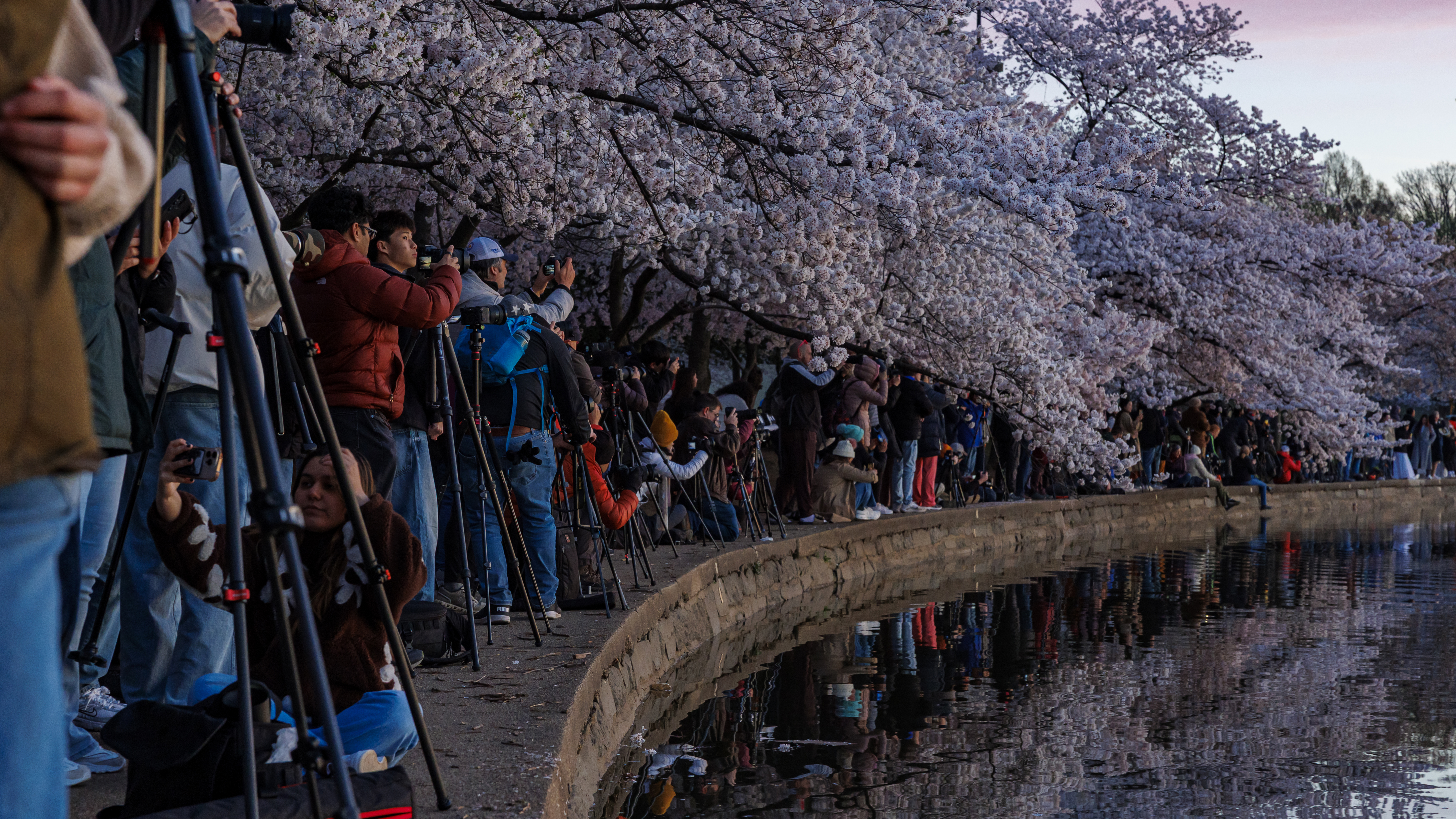 Global travelers admire the Yoshino cherry trees at the Tidal Basin in Washington, United States, on March 29, 2026. (Photo by Austin DeSisto/NurPhoto via Getty Images)