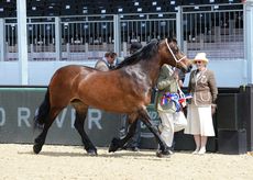 HorseNo1875_RWHS16pn_5676A.jpg