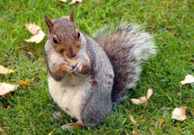 Squirrel3.jpg