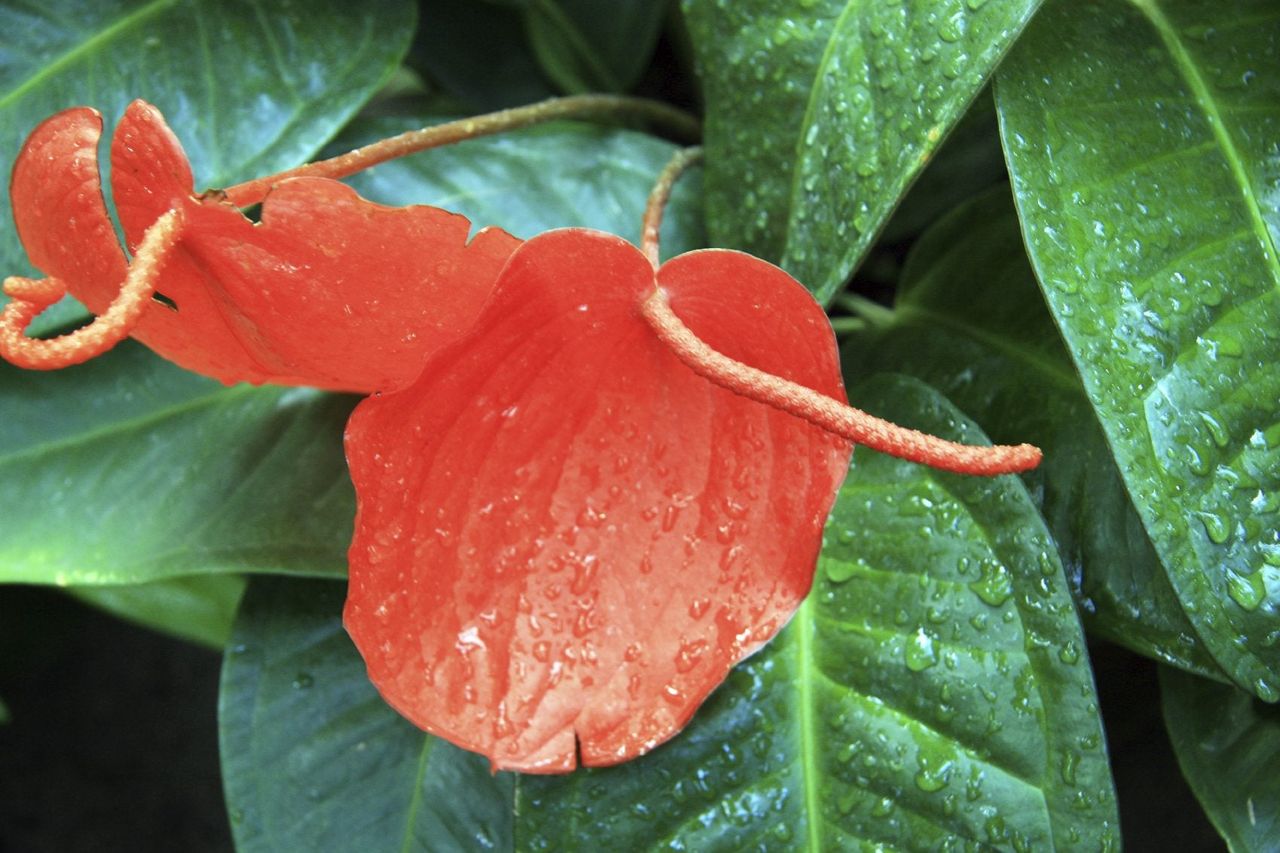 Wet Anthurium Plant