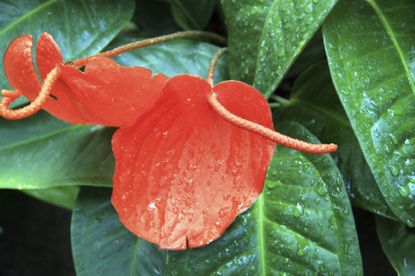 Wet Anthurium Plant