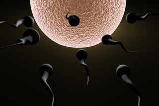 sperm-and-egg-02