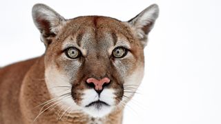 what to do if you meet a mountain lion: Canadian cougar