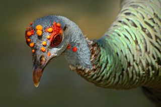 The orange and red bumps, called caruncles, may help males woo the ladies.