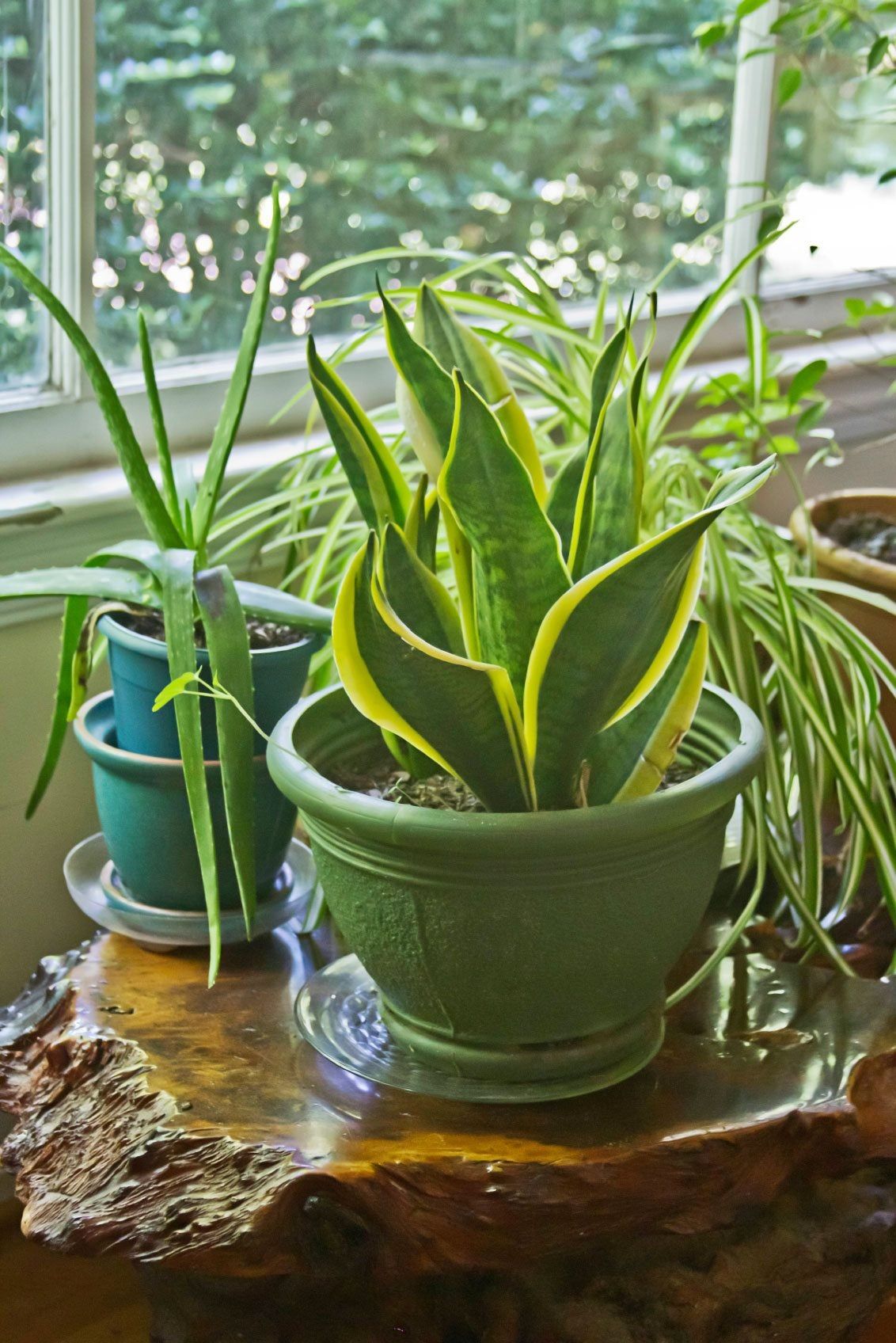 Hard To Kill Houseplants Low Maintenance Plants Indoors Gardening