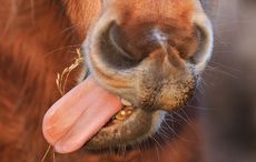 horse-tongue.jpg