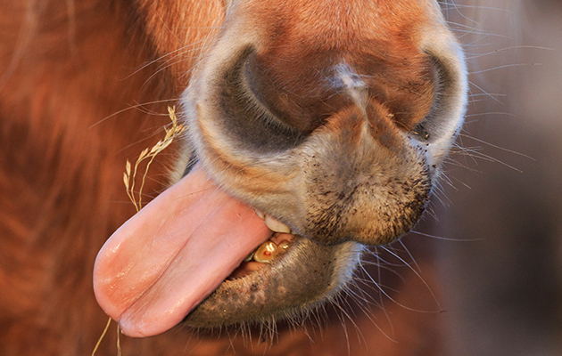 horse-tongue.jpg