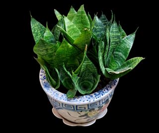 snake plant Black Robusta in blue ceramic pot