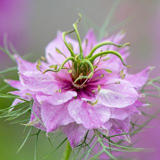 pink nigella flower - Jacky Parker Photography - GettyImages-1208157592