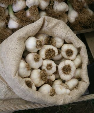 garlic bulbs in a sack