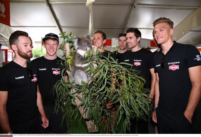 Up close and personal with the Giant Alpecin for one lucky koala