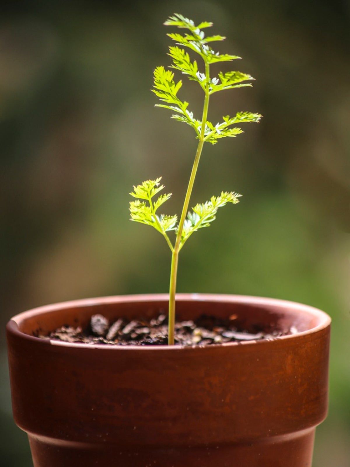 Carrot Plant Growing In A Container