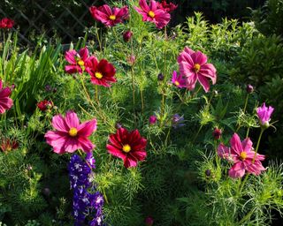 Cosmos blooming in full sun