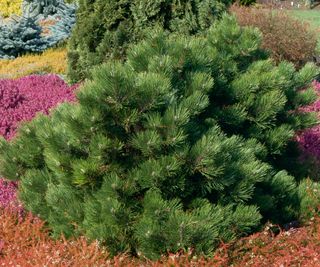Pinus nigra - `Hornibrookiana'