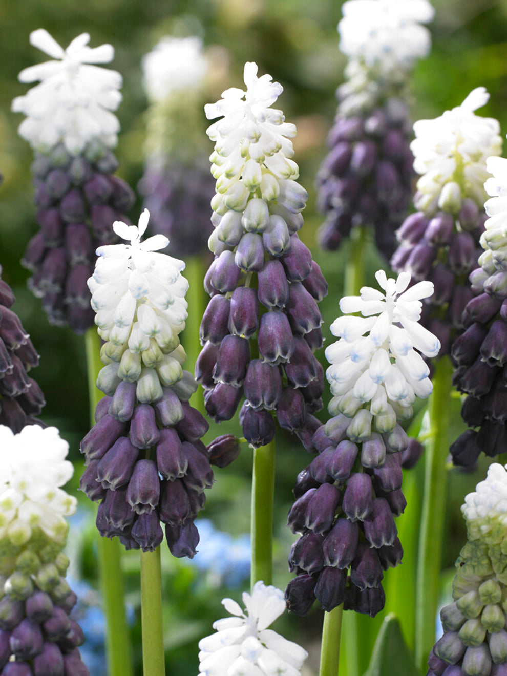 Muscari Grape Ice (grape Hyacinth)
