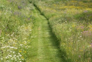 lawn ideas: wild meadow with mown path