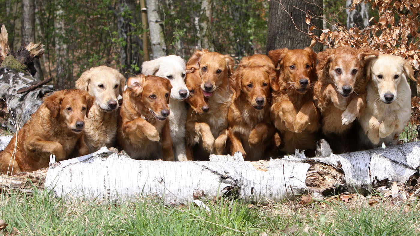 A group of Golden Retrievers jumping a log