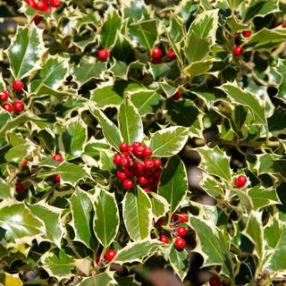 Christmas holly plant in the garden in Trento, Italy.