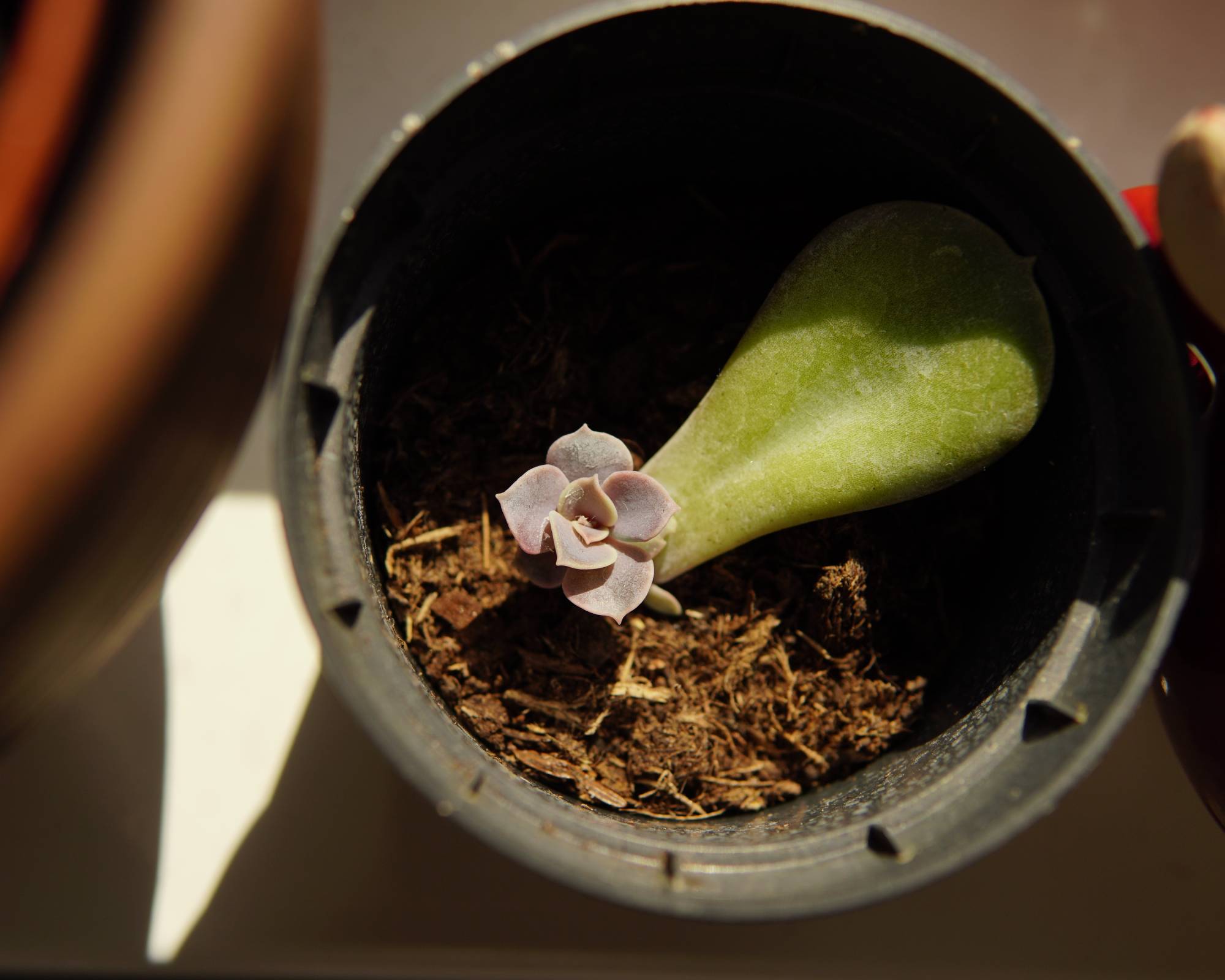 Propagating succulent leaf