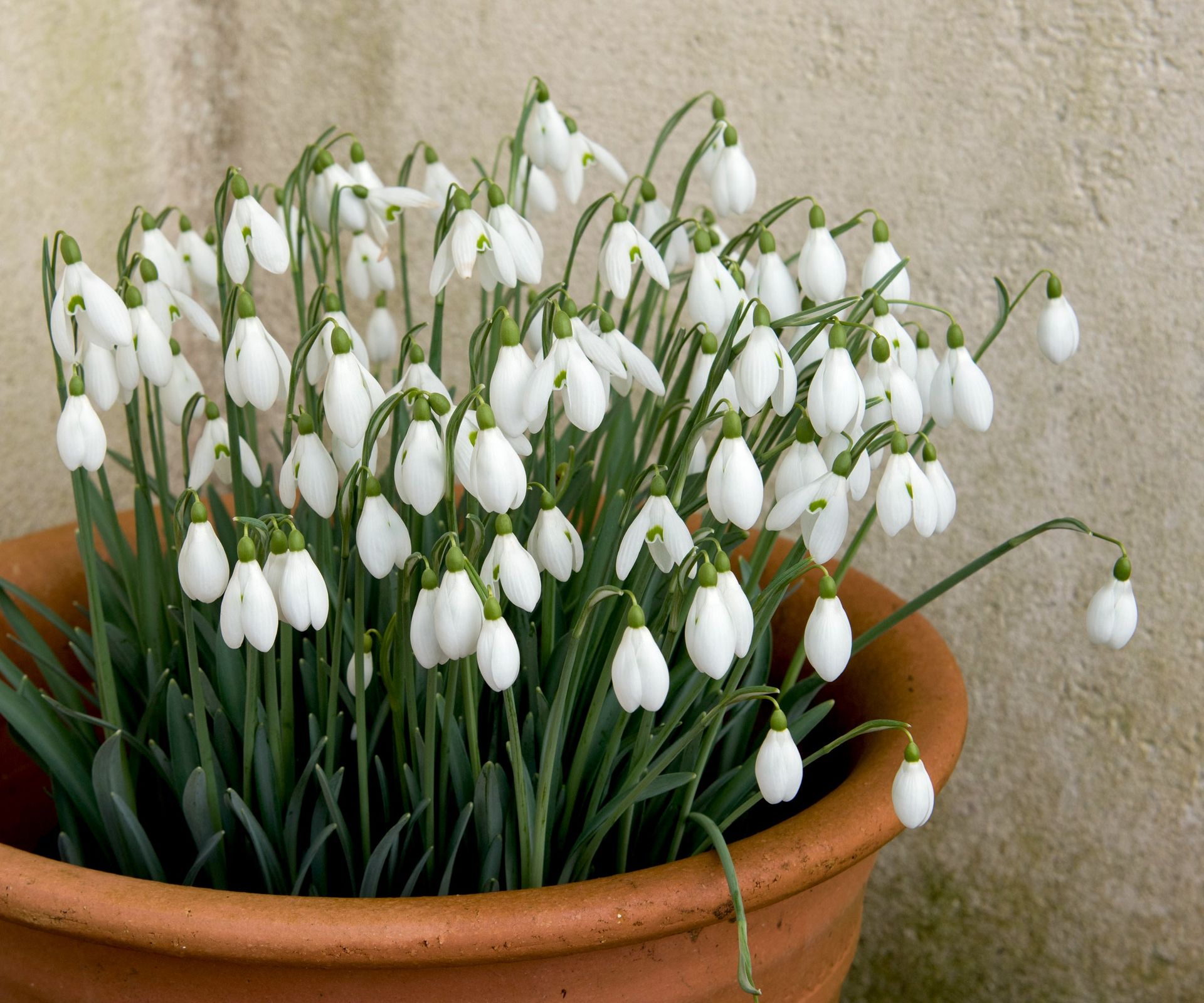 snowdrop plants flowering in terracotta pot