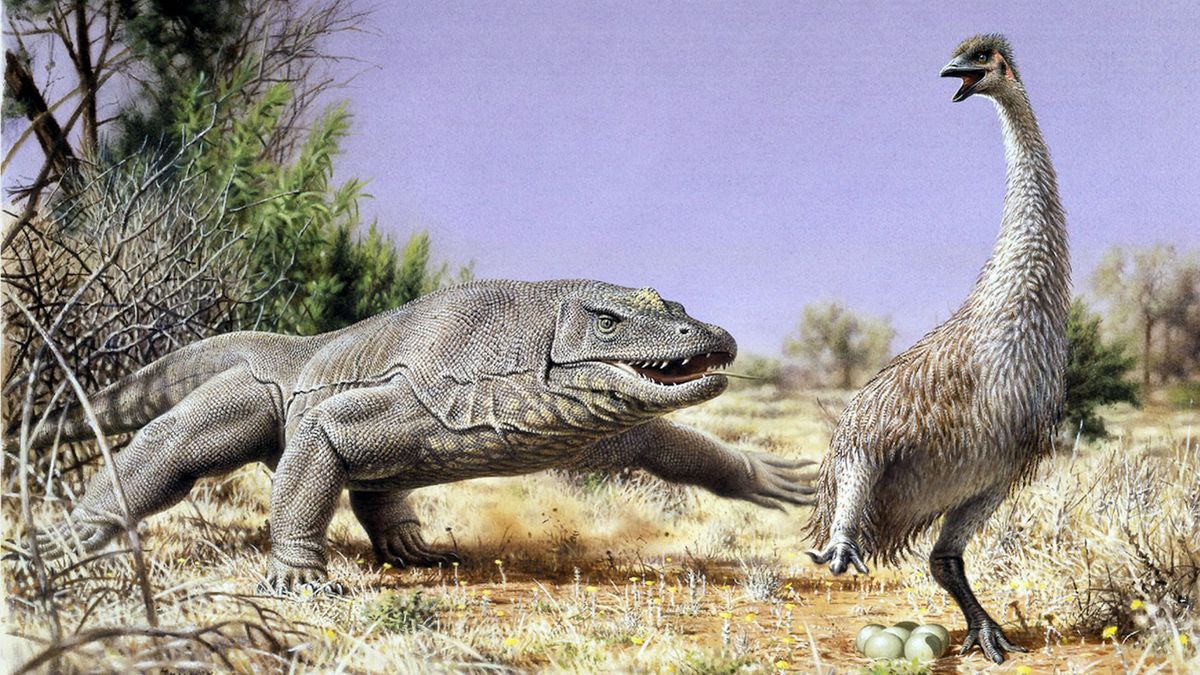 Even demon ducks had predators. Here, the giant &quot;demon duck of doom&quot; (Genyornis newtoni) flees its nest, pursued by the extinct lizard Megalania (Varanus priscus). Both species lived in Australia about 50,000 years ago.