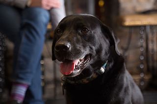 The resident black labrador at the Sun Inn