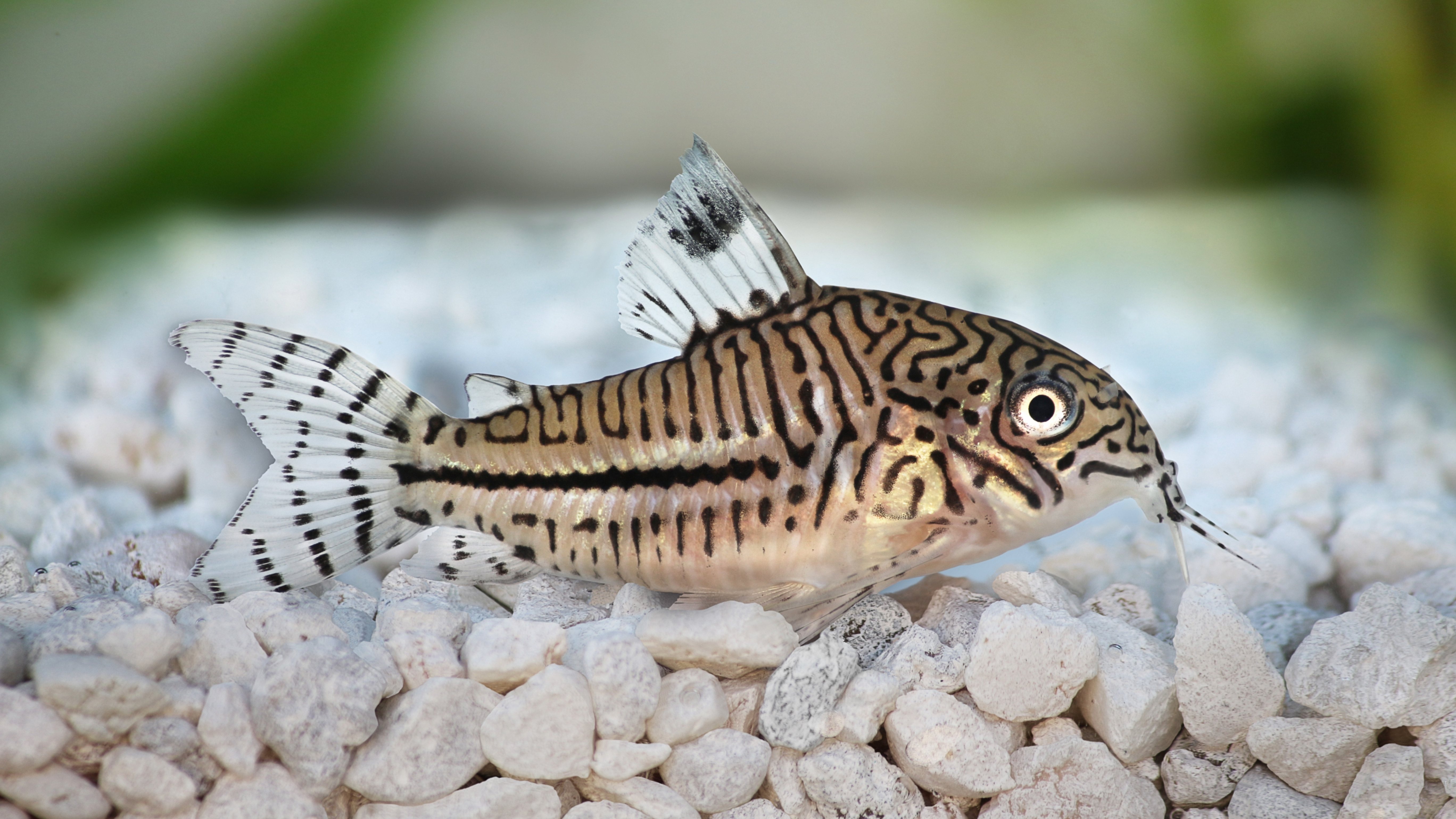 Leopard Corydoras