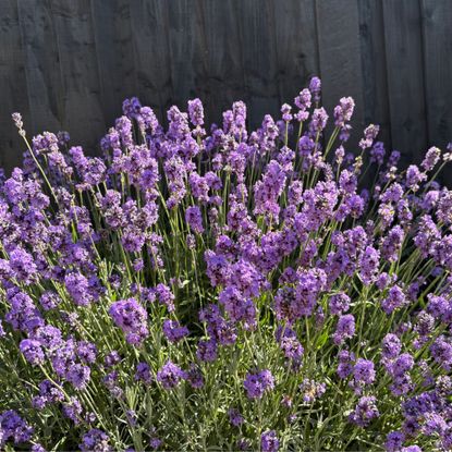 Lavender plant growing next to a black fence in a garden