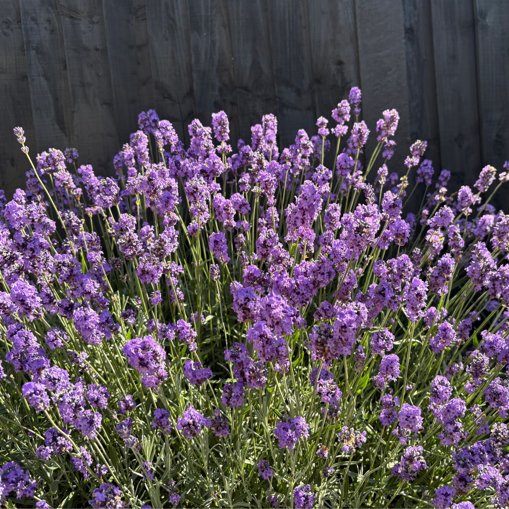 Lavender plant growing next to a black fence in a garden