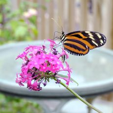 Butterfly next to bird bath