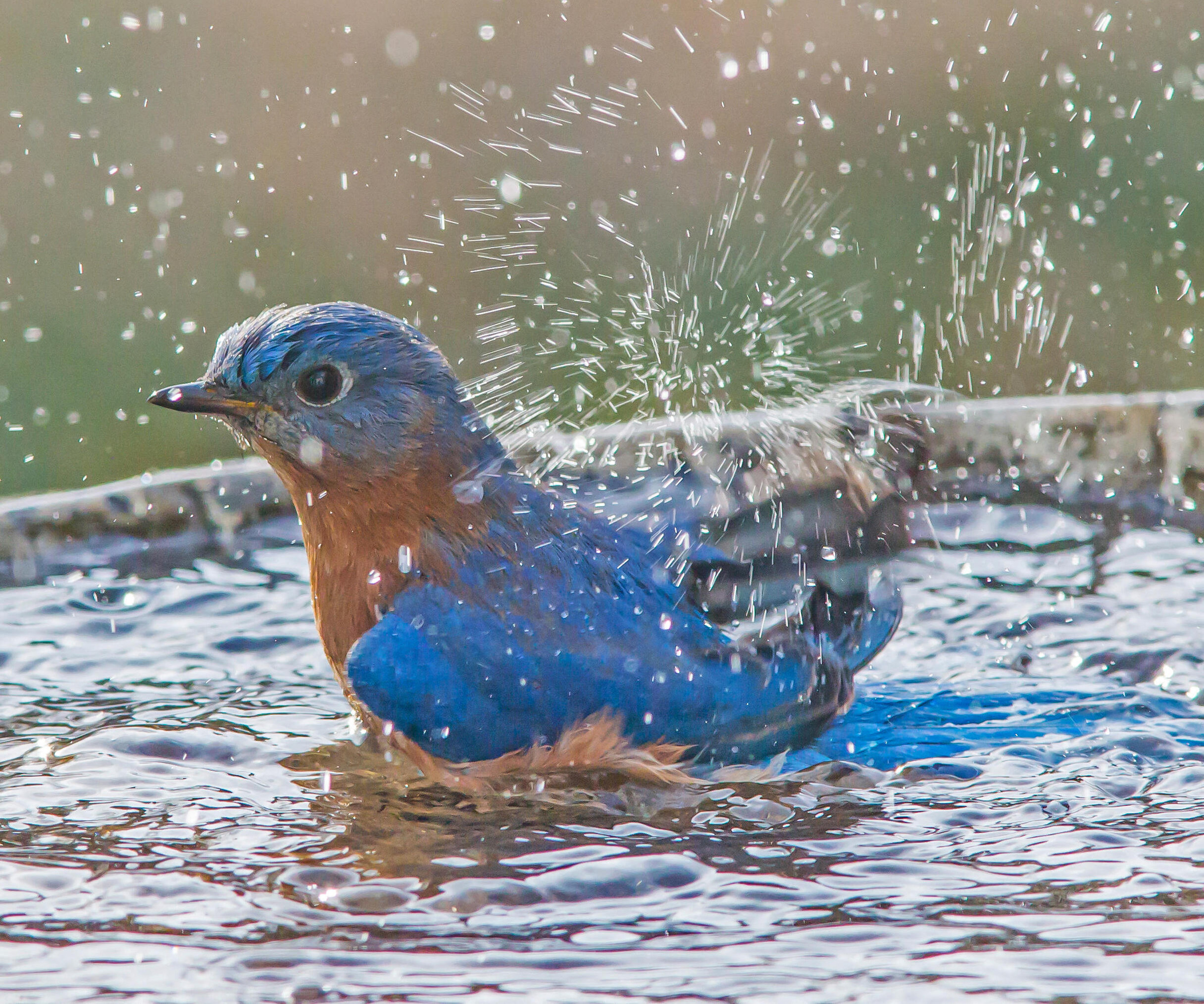 A male Eastern Bluebird splashing in a bird bath.