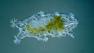 A clear-looking tardigrade with a green splotch in its middle. It is on a blue background.