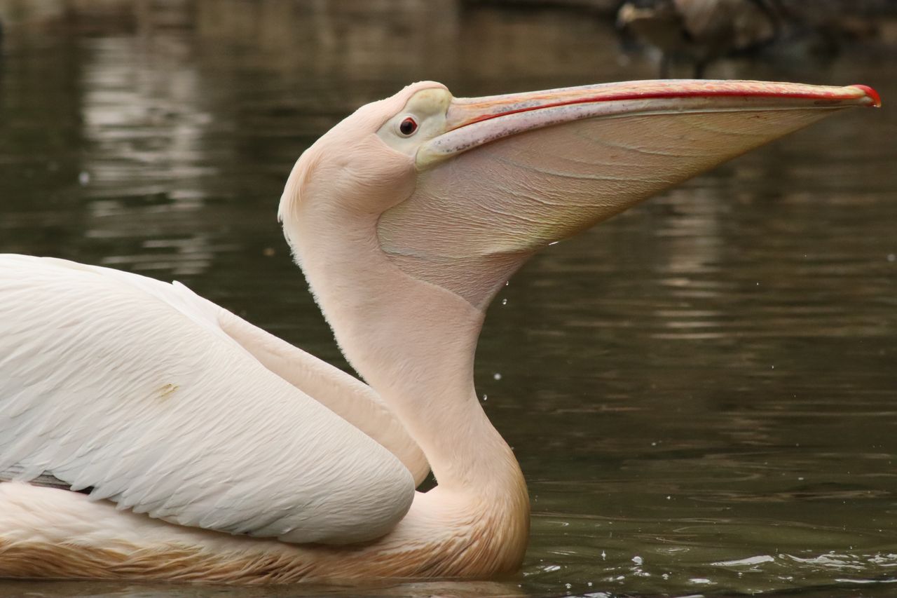 A sample image taken with the Canon RF 75-300mm f/4-5.6 lens