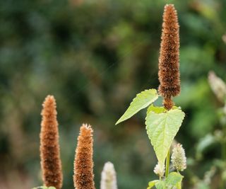 Agastache plant with brown seed heads in the fall months