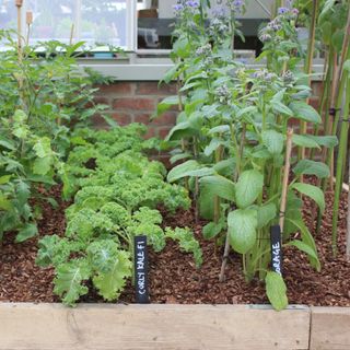 Curly kale and borage plants growing in wooden raised vegetable bed at RHS Chelsea Flower Show