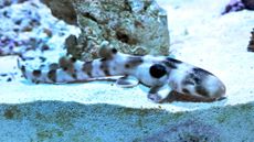 The epaulette shark pup swims in a tank at Brookfield Zoo.