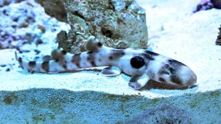 The epaulette shark pup swims in a tank at Brookfield Zoo.