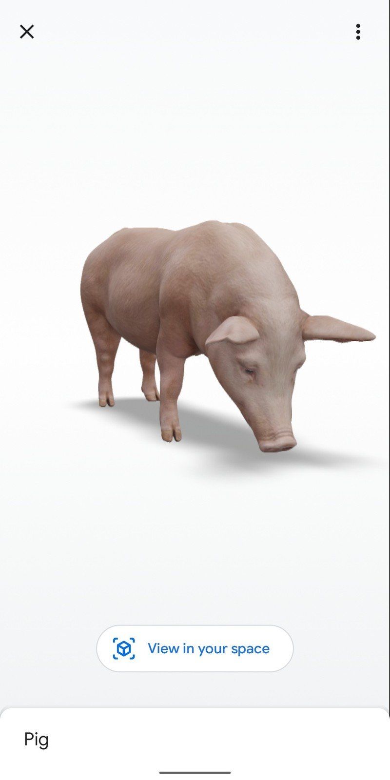 Pig