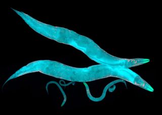 Scientists will send thousands of <em>C. elegans</em> up to space in hopes of understanding muscle loss in astronauts.