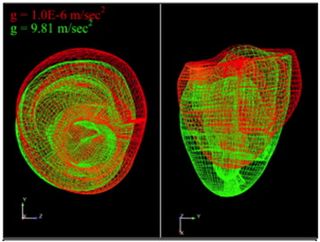 Predicted change in heart shape at end-diastole on Earth (green) and in microgravity (red).