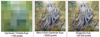 The recently discovered fossil eyes would have seen the world with over 3,000 pixels (center), giving its owner a huge visual advantage over its contemporaries, which would have seen a very blurry world with about 100 pixels (left). That's much better than horseshoe crabs, which see the world as 1,000 pixels, but doesn't beat dragonflies, which see the world as around 28,000 pixels (right).