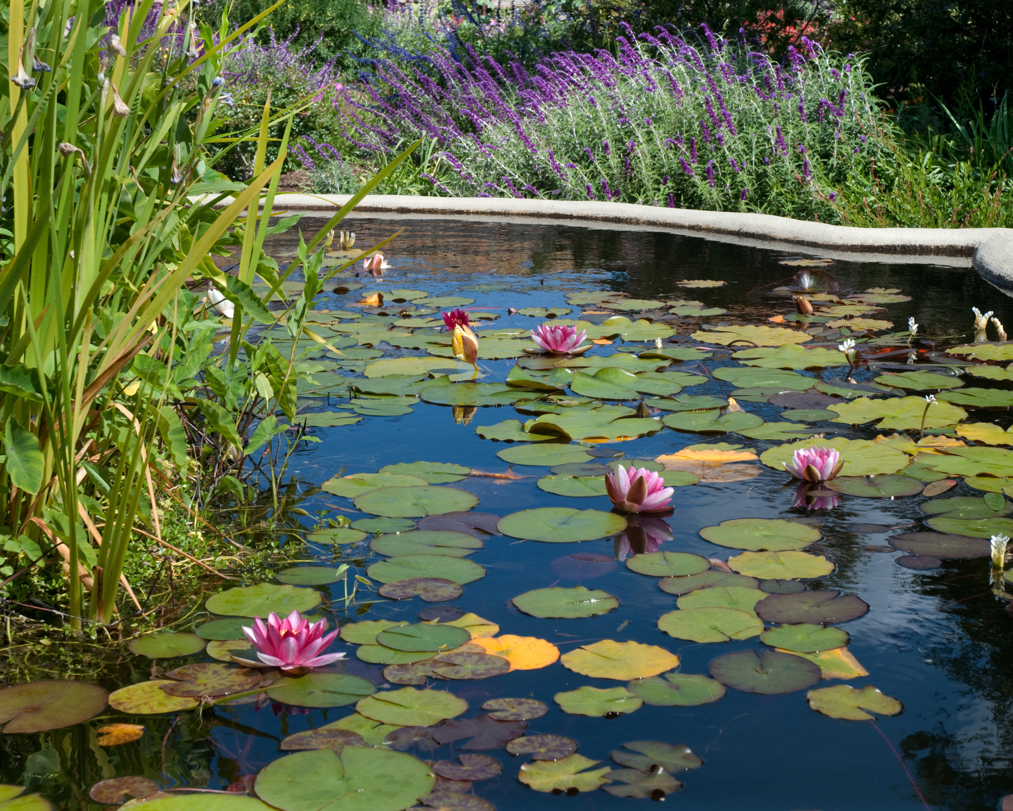 Water lilies in pond