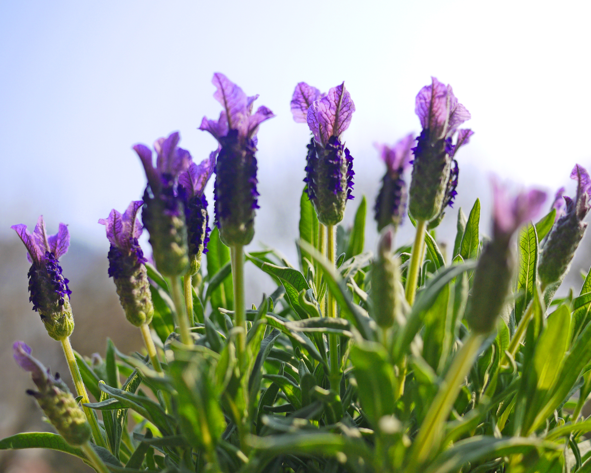 Spanish types of lavender