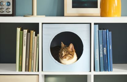 a cat bed in shelving