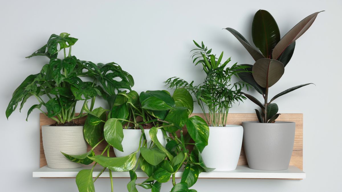 Best small indoor plants – 6 compact houseplants that don't take up a lot of space