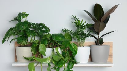 Small houseplants on shelf