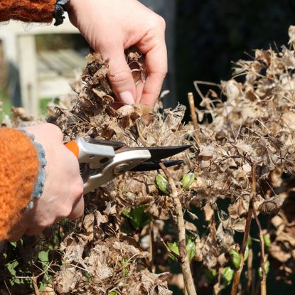 pruning hydrangeas